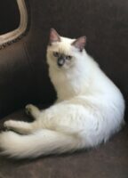 Available Ragdolls Kittens Orange CA