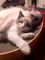 Available Ragdolls Kittens Orange CA