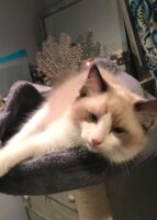 Available Ragdolls Kittens Orange CA