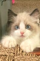 Available Ragdolls Kittens Orange CA