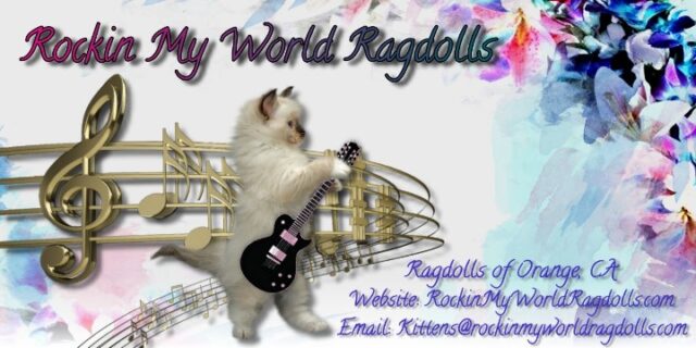 Available Ragdolls Kittens Orange CA