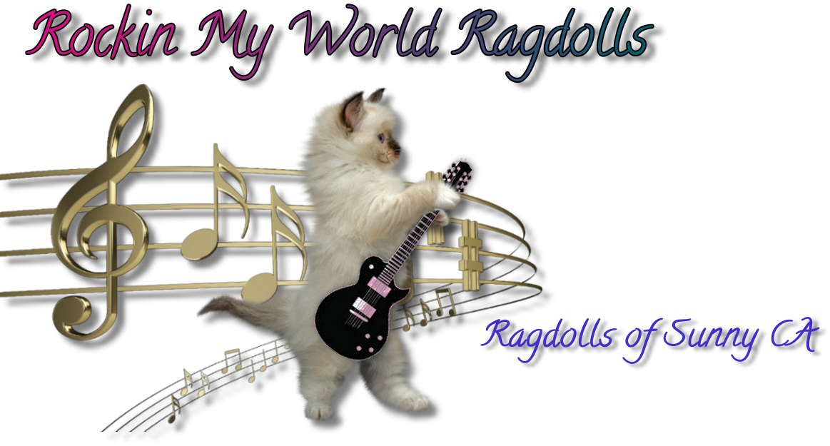 Available Ragdolls Kittens CA