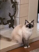 Available Ragdolls Kittens Orange CA