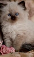 Available Ragdolls Kittens Orange CA