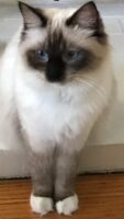 Available Ragdolls Kittens Orange CA