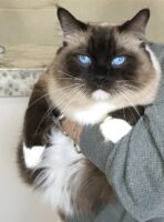 Available Ragdolls Kittens Orange CA
