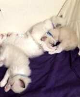 Available Ragdolls Kittens Orange CA