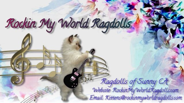 Available Ragdolls Kittens Orange CA