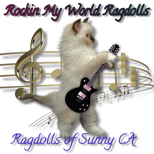 Available Ragdolls Kittens CA