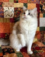 Available Ragdolls Kittens SoCal Riverside