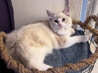 Available Ragdolls Kittens Orange CA