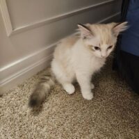 Available Ragdolls Kittens SoCal Riverside