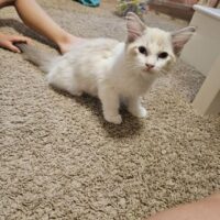 Available Ragdolls Kittens SoCal Riverside