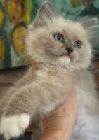 Available Ragdolls Kittens Orange CA