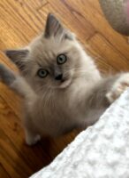 Available Ragdolls Kittens Orange CA