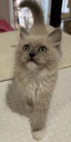 Available Ragdolls Kittens Orange CA