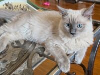 Available Ragdolls Kittens Orange CA