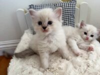 Available Ragdolls Kittens Orange CA