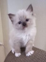 Available Ragdolls Kittens Orange CA