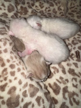 Available Ragdolls Kittens Orange CA