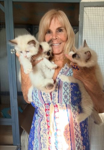 Rockin My World Ragdolls of CA